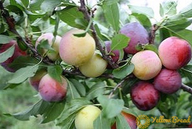 Mga tampok ng lumalaking Tsino plum: planting at pag-aalaga
