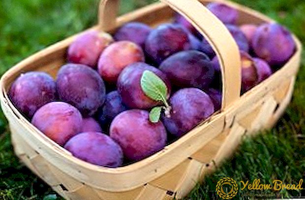 Pelbagai jenis plum Hungary