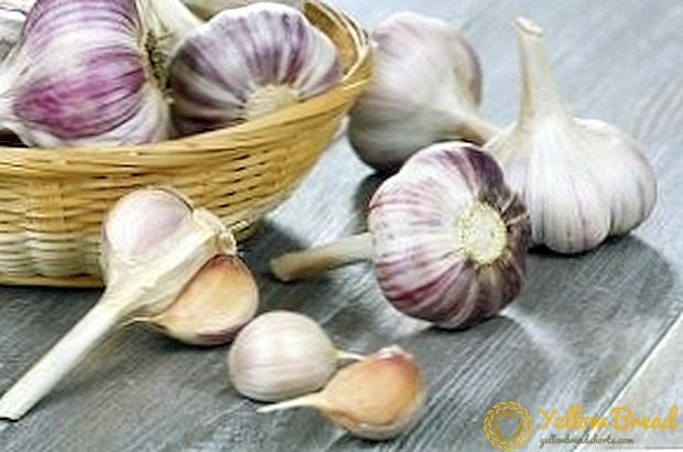 Top tips for spring planting garlic