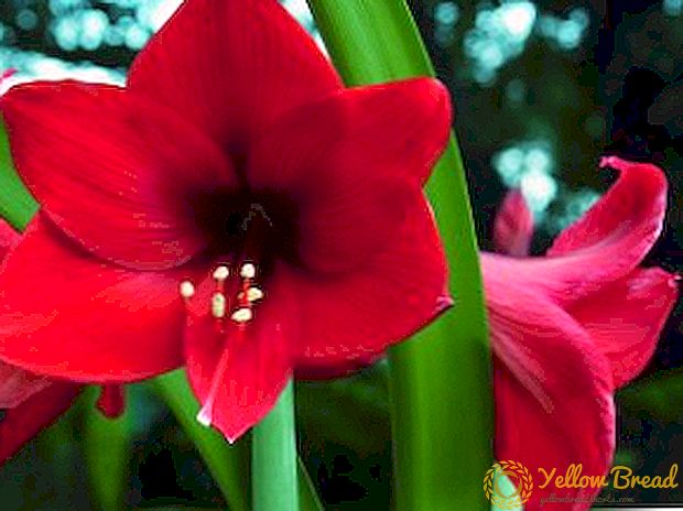 Amaryllis: tính năng chăm sóc hoa tại nhà