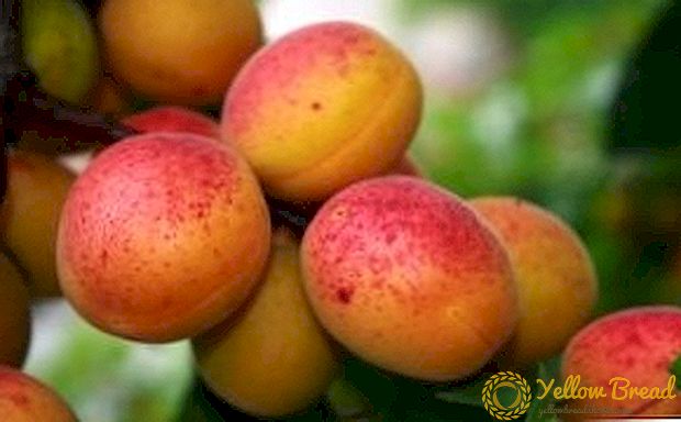 Tips untuk menanam aprikot musim gugur