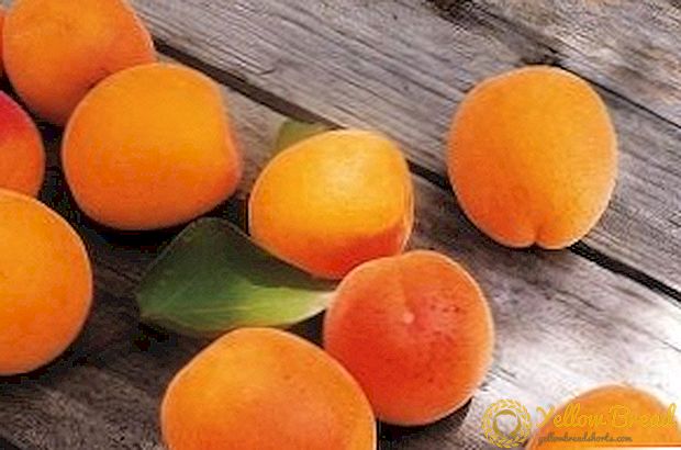 Plante aprikos på våren: beste tips