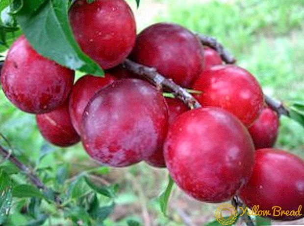 Budidaya Kuban Comet Cherry plum: ciri khas dari varietas, penanaman dan perawatan