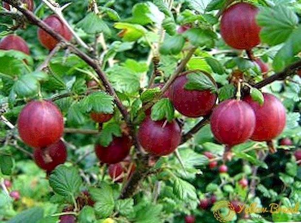 Egenskaper vid plantering och omhändertagande av krusbär i din trädgård