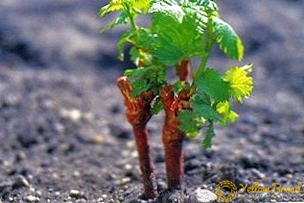 Aanplant van druiven in herfstzaailingen: praktische tips