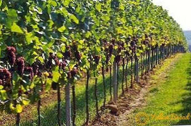 Tips terbaik untuk menanam anggur di musim gugur dan musim semi