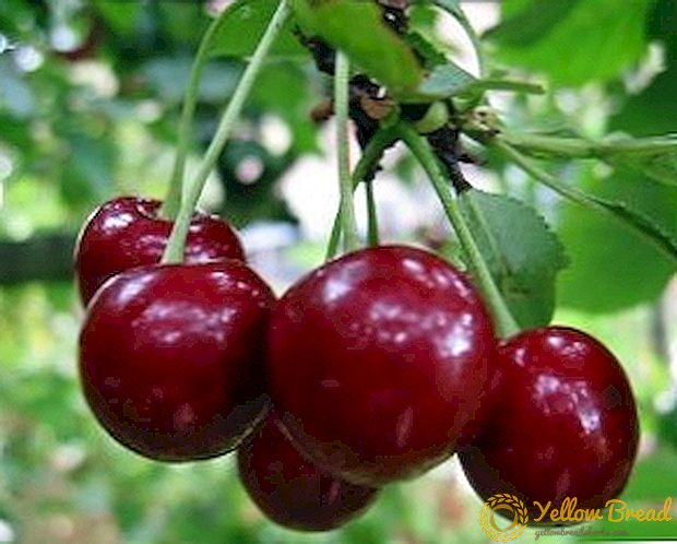 Practical tips on planting cherries