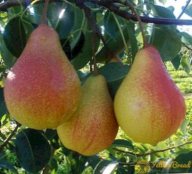 多様性の成長する梨の特異性 