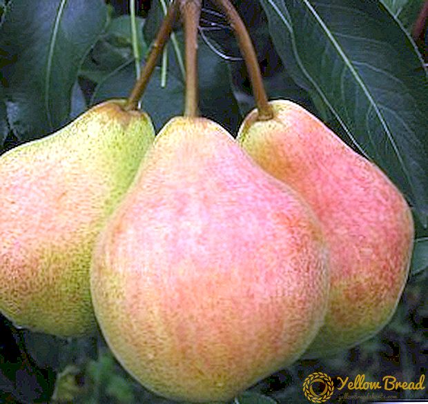 Sådan dyrkes en pæresort 
