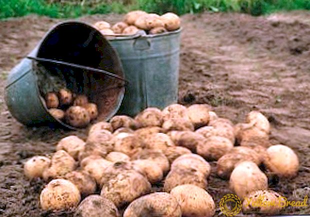 Consellos para plantar patacas antes do inverno