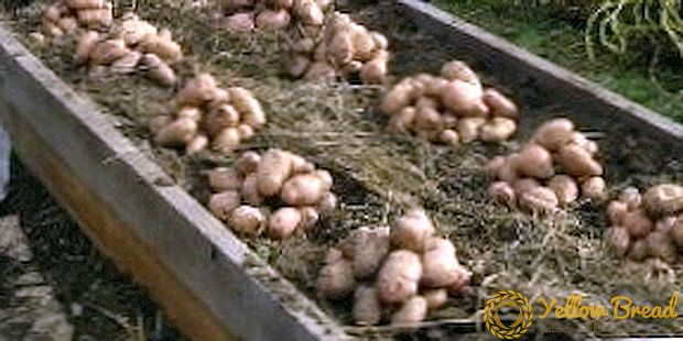 Perpekto planting at lumalagong patatas sa ilalim ng isang dayami + video