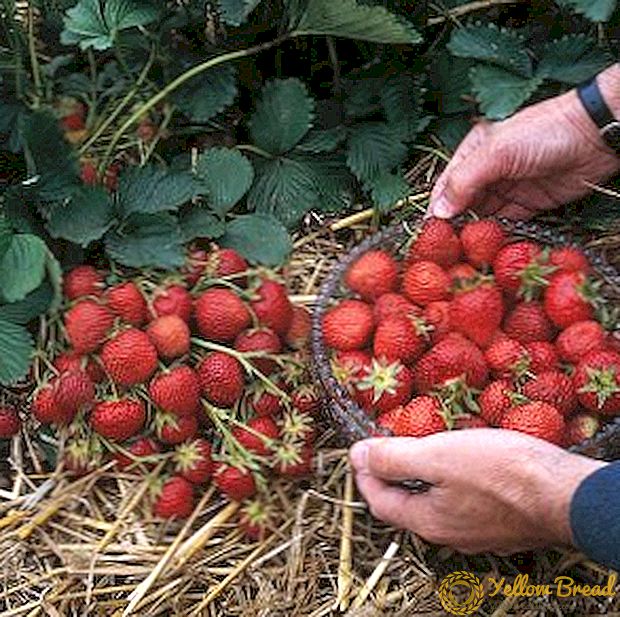 成長しているイチゴの品種 