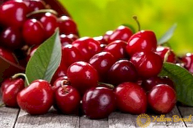 We plant sweet cherry in the fall: practical advice