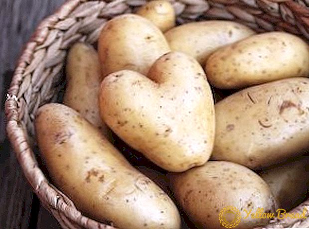 Op welke temperatuur de aardappelen in het appartement worden bewaard