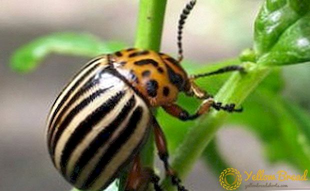 Colorado potato beetle: paglalarawan ng isang walang awa peste ng patatas at hindi lamang
