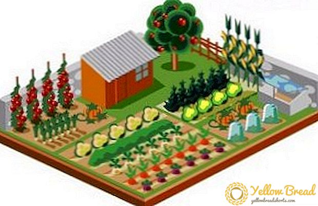 Köögiviljakultuuride külvikord: mida istutada pärast seda, kuidas õigesti põllukultuure planeerida