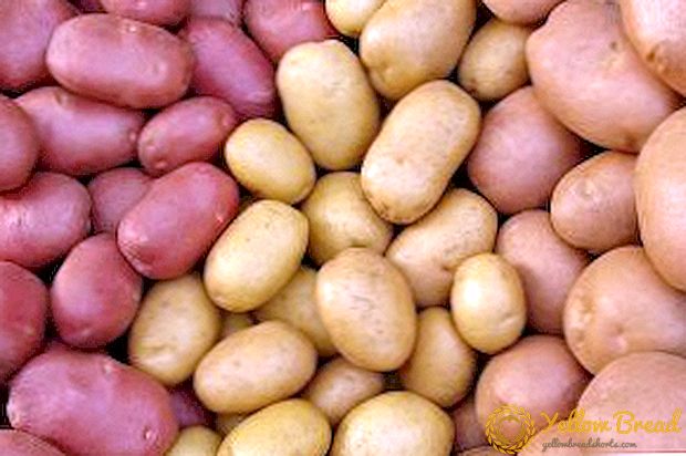 교외에 감자 재배
