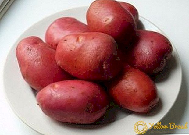 وصف وخصائص زراعة أنواع البطاطا 