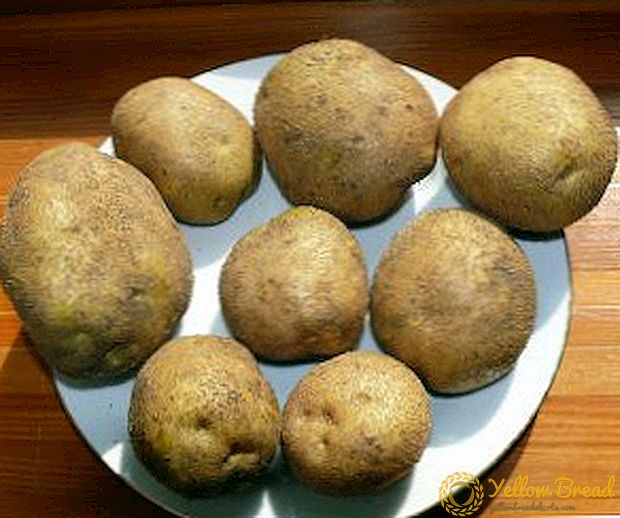 Mga tampok ng paglilinang at mga katangian ng potato cultivar Veneta