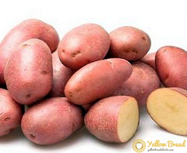 Growing potatoes 