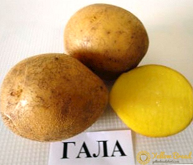 Πώς να καλλιεργήσετε ποικιλίες πατάτας 