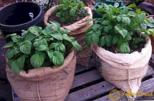 How to grow potatoes in bags?
