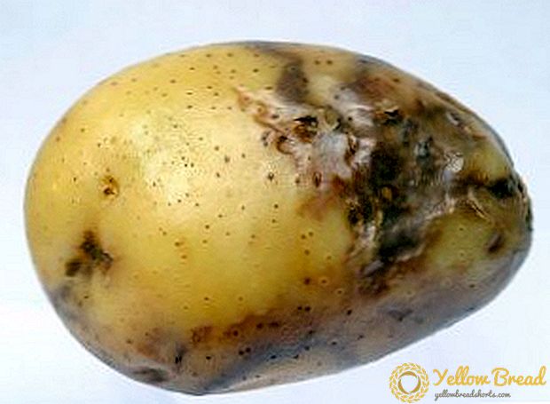 Wie man Kraut- und Knollenfäule von Kartoffeln verhindert und behandelt