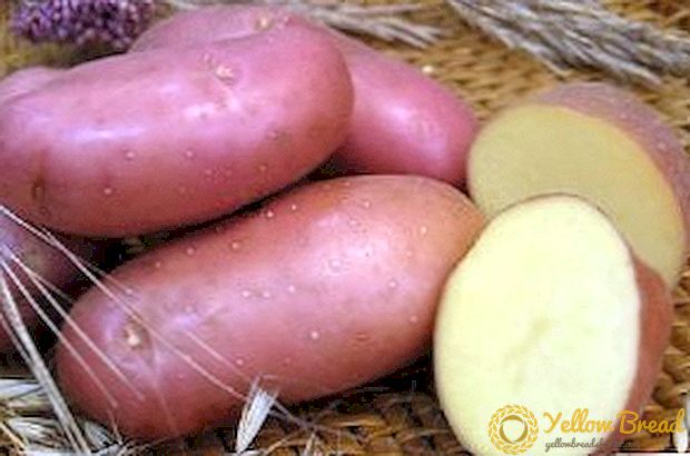 Irbit aardappelen bij je huisje