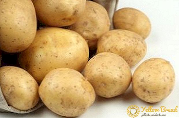 Planten en verzorgen van aardappelrassen Adretta