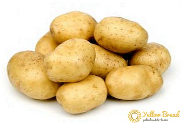 Luck potatisort: tidigt, stadigt, fruktbart