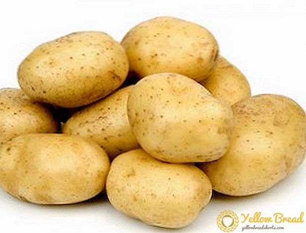 Nevsky-aardappelen: raskenmerken, planten en verzorging