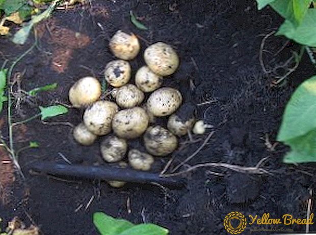 Potatoes Sante: description and cultivation