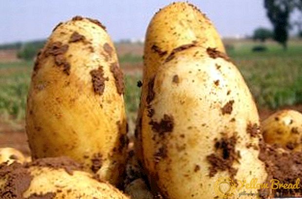 البطاطا أولادار: وصف متنوعة وميزات الزراعة