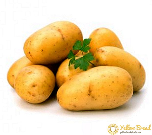 Aardappelen: gunstige eigenschappen en contra-indicaties