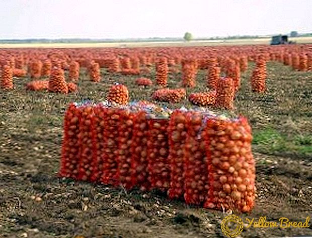 Nõuetekohane ladustamine kartul talvel