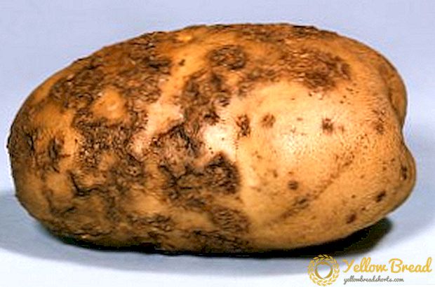 Metode yang terbukti memerangi keropeng kentang