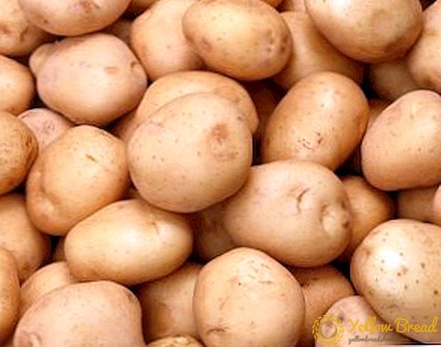 الذوق والحصاد: البطاطا جوكوفسكي في وقت مبكر