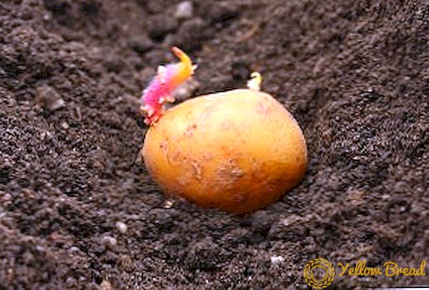 De beste tijd om aardappels te planten