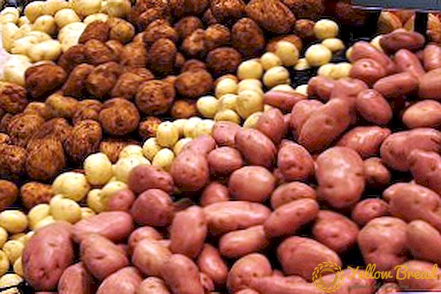 Top tips om voksende kartofler i Sibirien