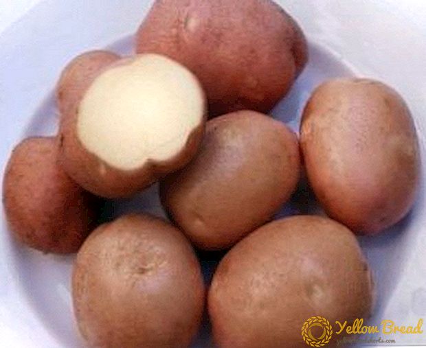 Ultra-rápido: variedade de pataca Bellaroza