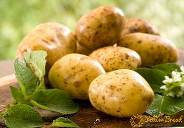 Nalika lan carane fertilize kentang
