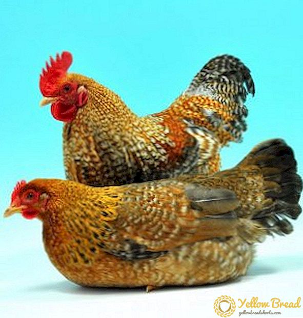 繁殖鶏：特性、ケアおよび維持
