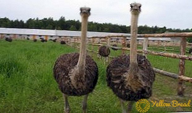 Ostriches breeding ing omah