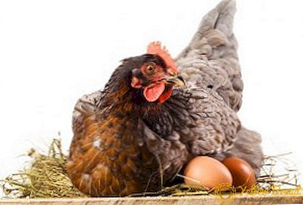 دجاج الدجاج الاندفاع بشكل سيء: ما يجب القيام به