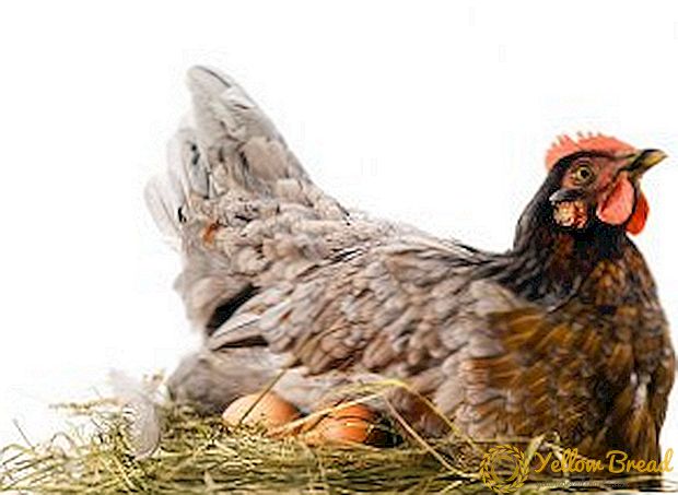 الدجاج تحمل بيض صغير: أسباب ما يجب القيام به
