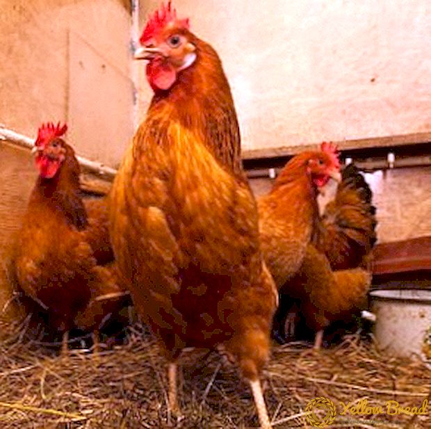 Pollos Kuban Vermello: características, consellos para manter e reproducir