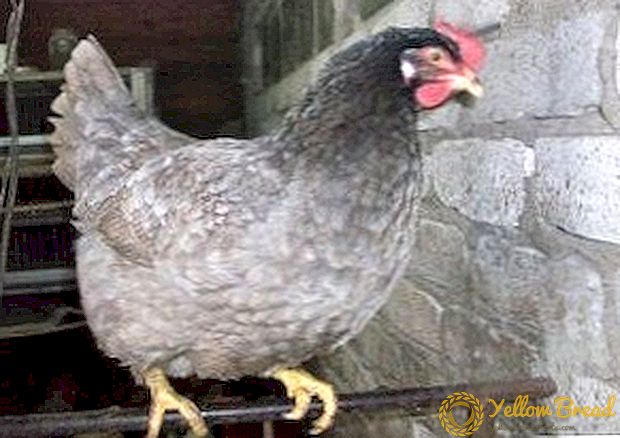 Dominant breed chickens: why do poultry farmers like them so much?