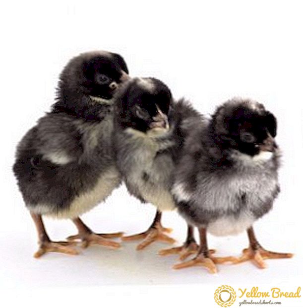 닭 Maran : 특성, 유지 및 번식에 대한 조언