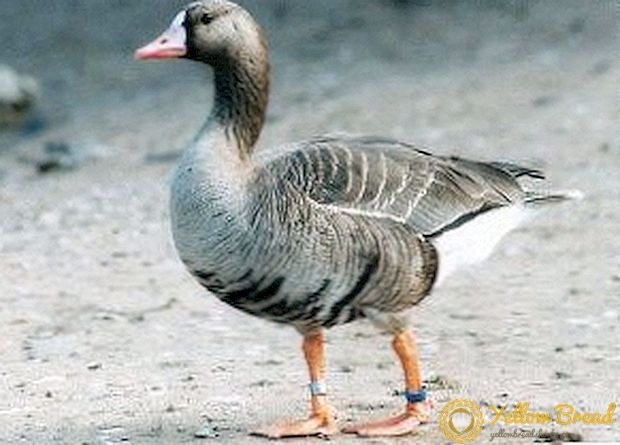 Description, photos, features of the life cycle of the white-fronted goose