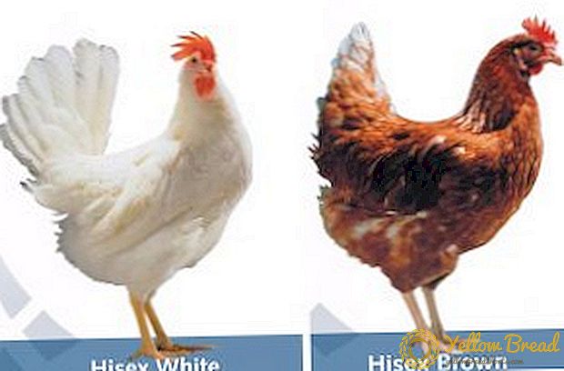 Hisex Brown og Haysex White: Egenskaber, rådgivning om opbevaring og avl